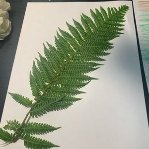 Meet your Posher, Anne